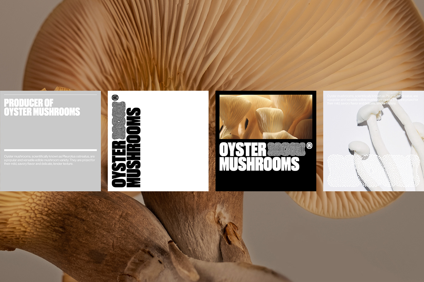 branding packaging design Logotipo Logotype visual identity Brand Design oyster mushroom