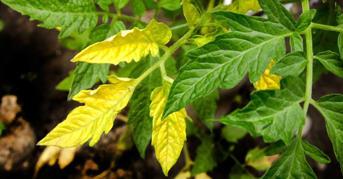 Reasons for Seedlings Turning Yellow