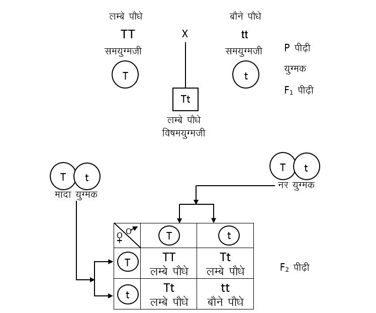 पृथक्करण का नियम