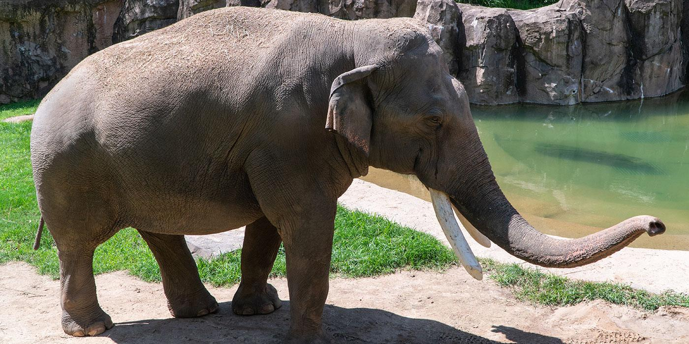 Asian Elephant - 7,000 kg