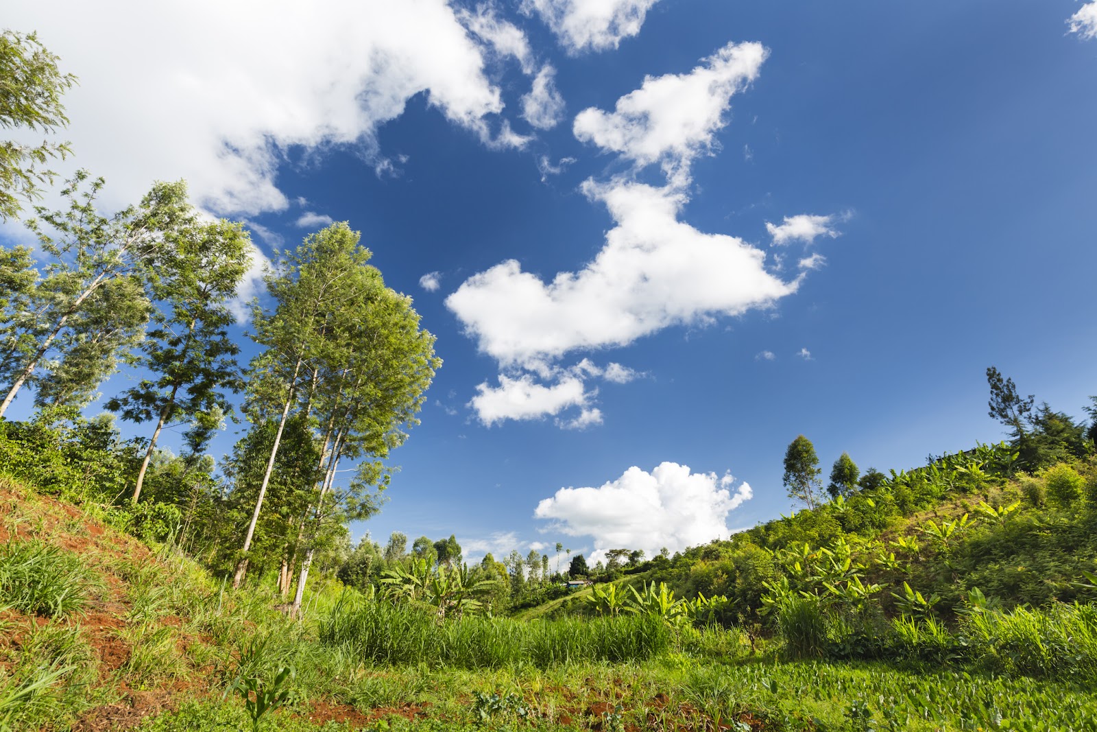 Explore forest bathing in Kenya