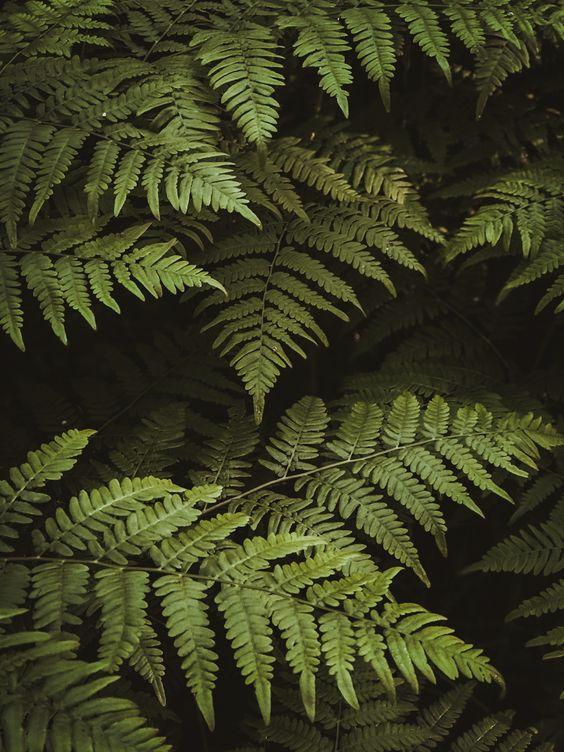 Leathery Fronds of a Fern