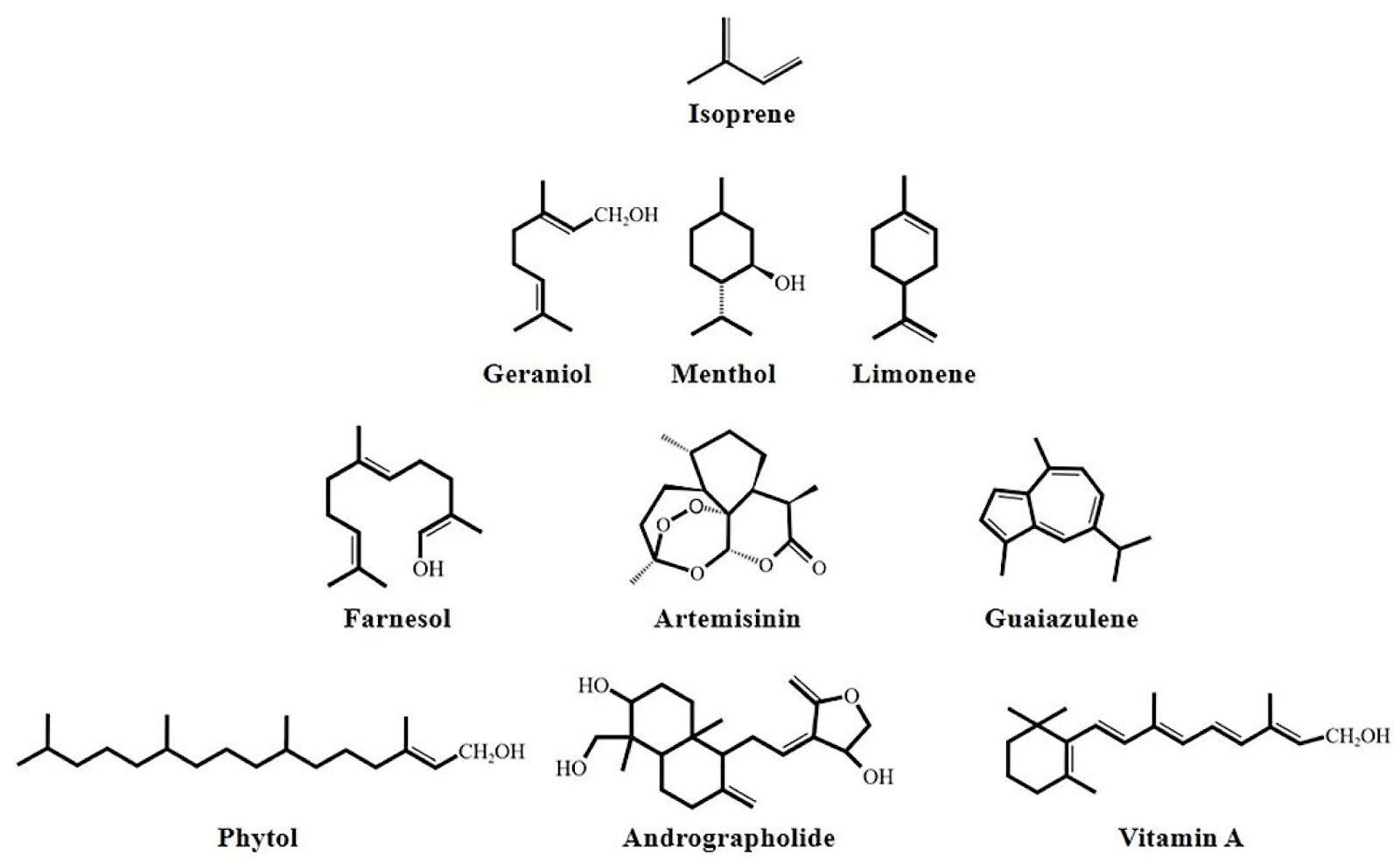 Chemical Structures Of Important Terpenes