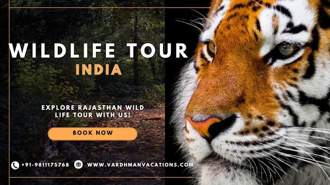 Discover the Marvels of Rajasthan Wildlife with Customized Tour Packages