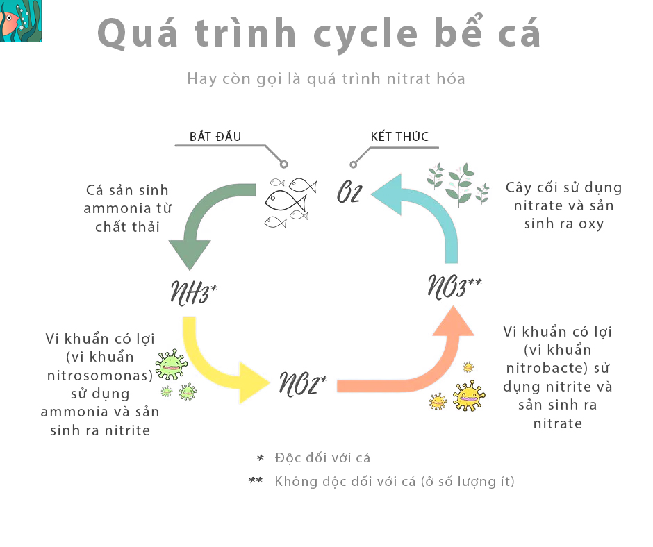 Cycle bể cá