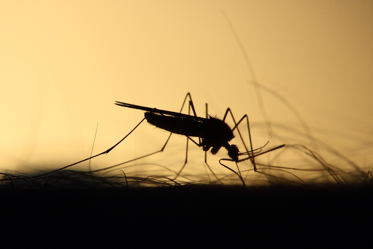 Is Malaria Heading Towards North Carolina?