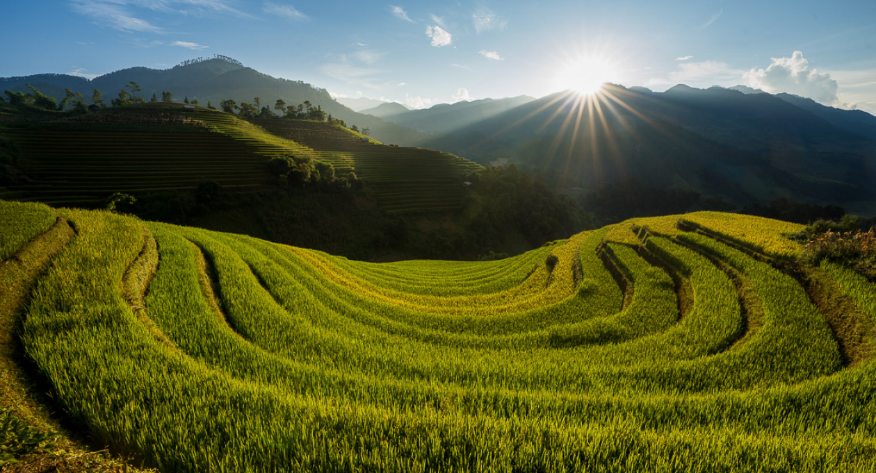 Expansive rice fields in Vietnam