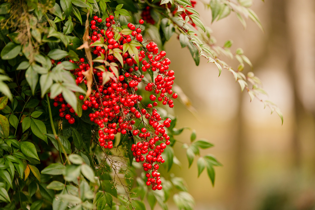 Nandina - Flickr