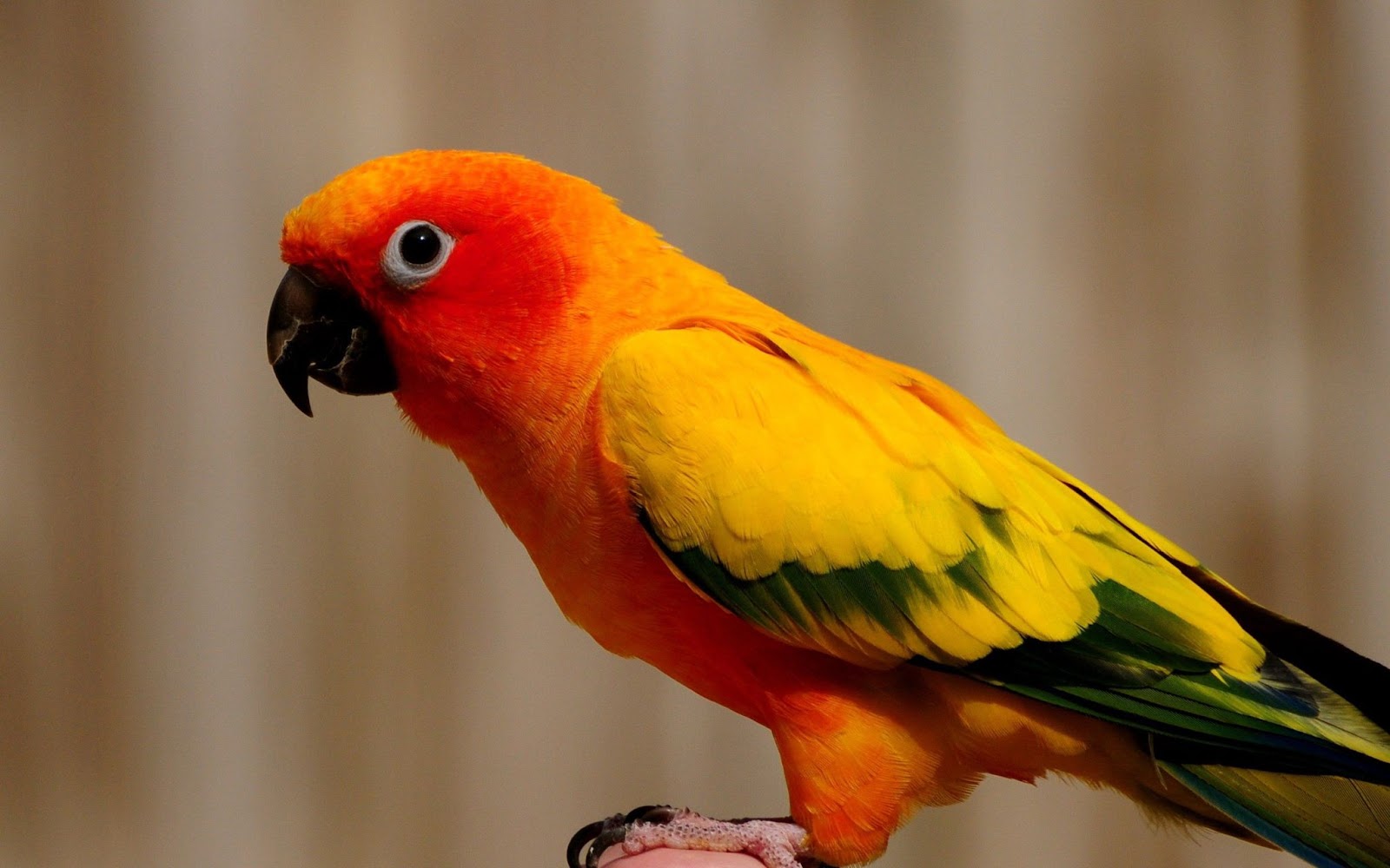 Rehoming Parrots