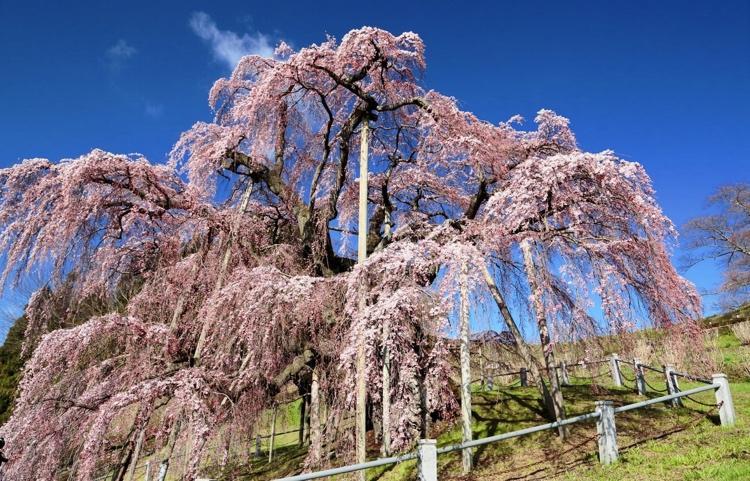 The 3 Great Cherry Trees of Japan | All About Japan