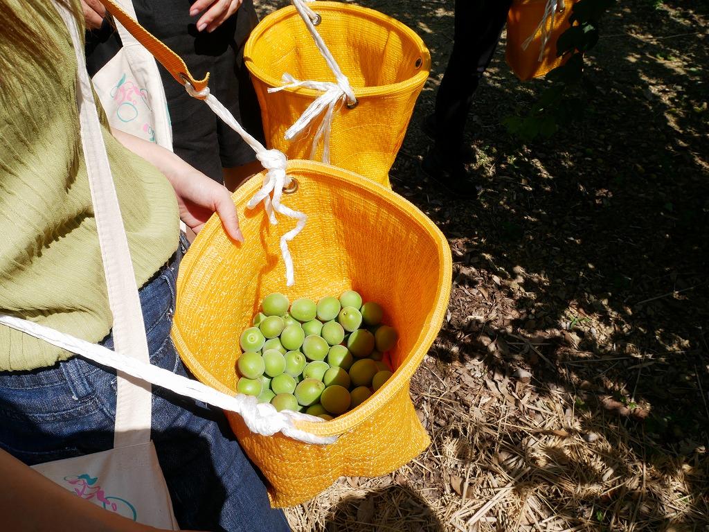 梅の杉山園 梅狩り@梅の杉山園