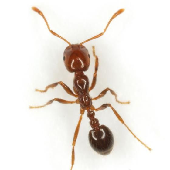 Picture  of Thief ants 