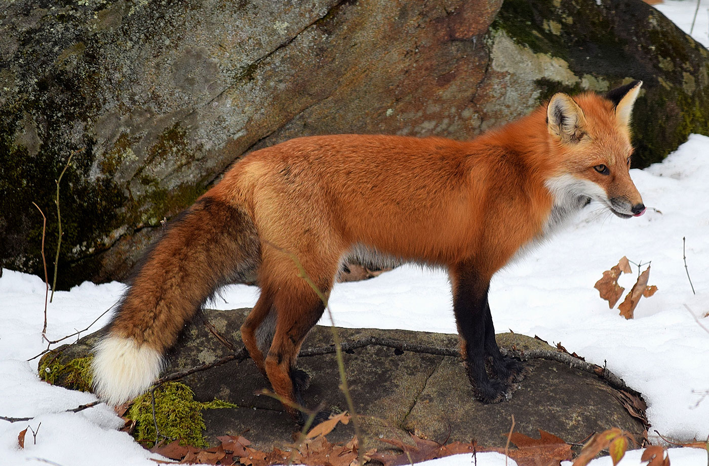 Foxes Spirit Animal
