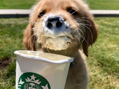 Can I sit outside Starbucks with my dog?