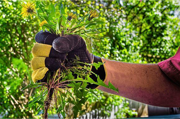 5 Natural Methods for Eco-Safe Pest and Weed Control - Blog