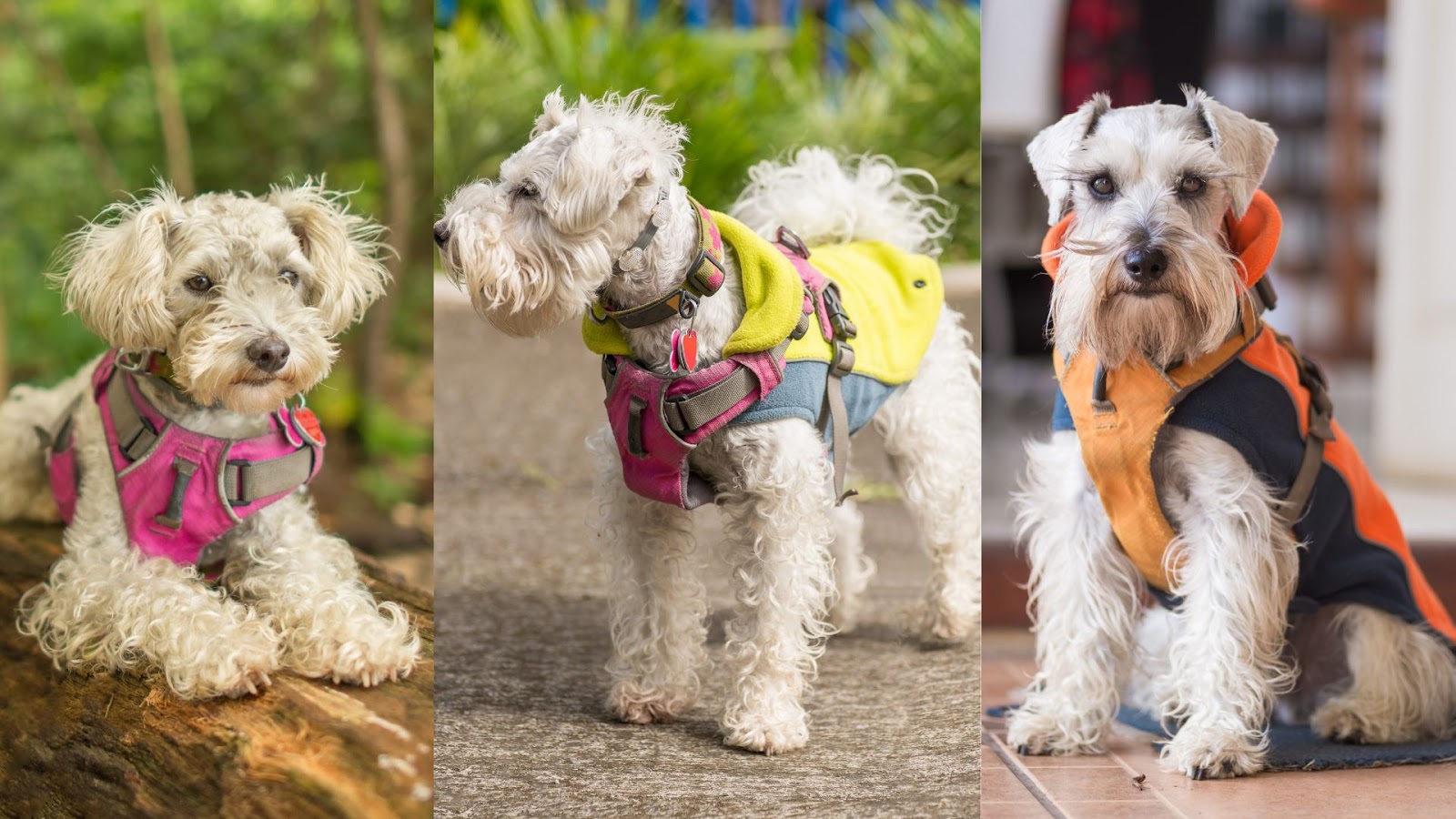 Dog Coats for Winter