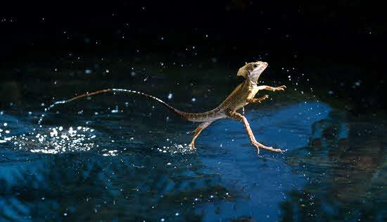 Jesus Christ Lizard Walking on Water