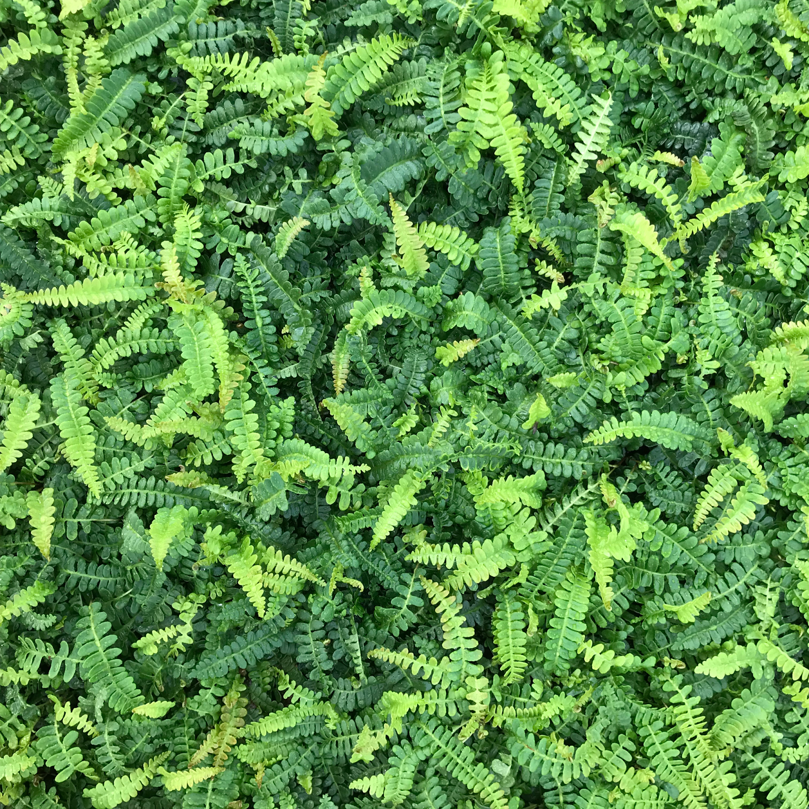 Water Fern (Ceratopteris thalictroides)