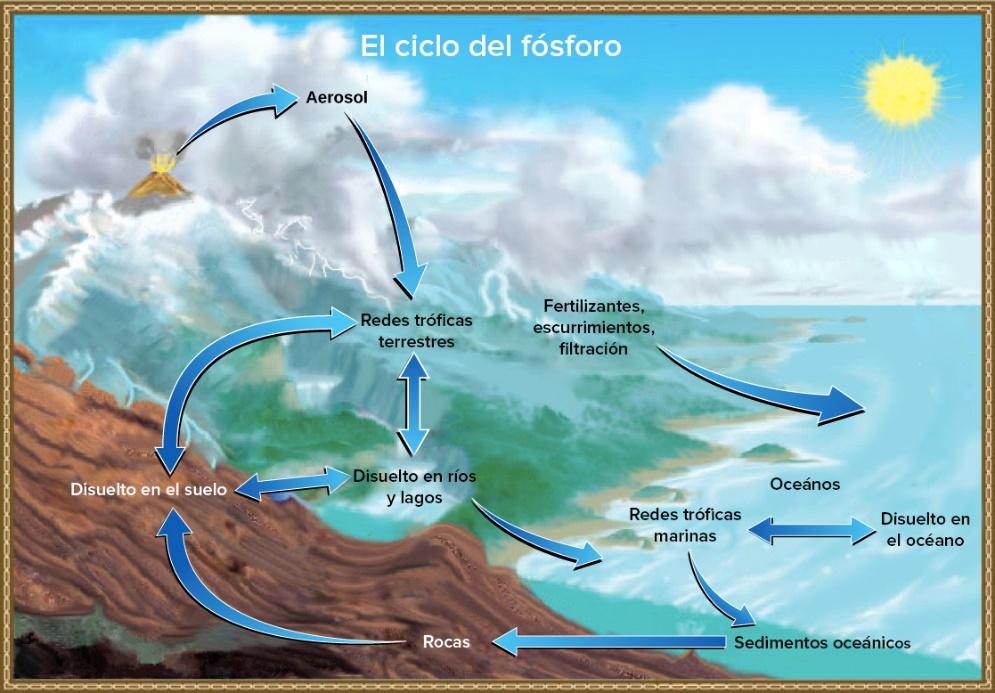 Esta ilustración muestra el ciclo del fósforo. El fósforo entra en la atmósfera con los aerosoles volcánicos. Cuando este aerosol se precipita a la tierra, entra en las redes tróficas terrestres. Parte del fósforo de las redes tróficas terrestres se disuelve en los arroyos y lagos y el restante entra al suelo. Otra fuente de fósforo son los fertilizantes. El fósforo llega a los océanos por filtración y escurrimientos, y una vez ahí se disuelve en el agua del mar o entra en las redes tróficas marinas. Parte del fósforo se hunde hasta el suelo oceánico y se convierte en sedimento, el cual puede volver a la tierra por levantamiento geológico.