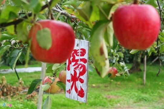 A close-up of apples on a tree
Description automatically generated