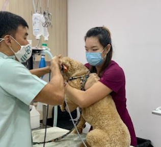 vet clinic singapore