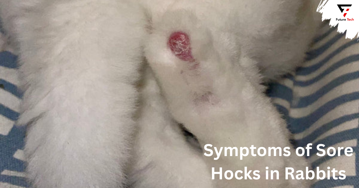 Symptoms of Sore Hocks in Rabbits