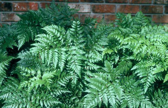 Leatherleaf Ferns