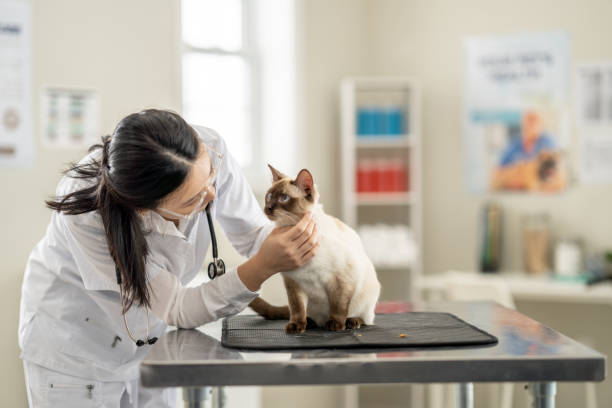 Consulting the Experts: The Veterinarian's Role