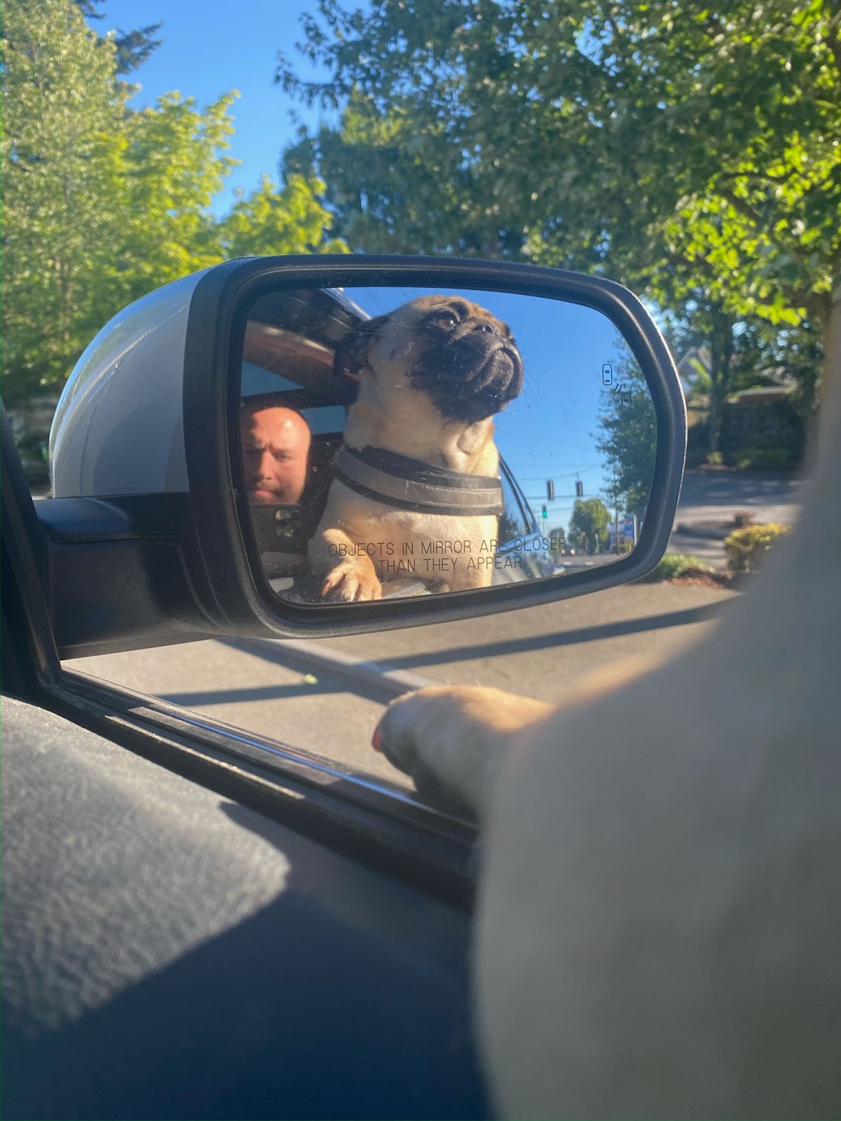 Reflection in a car's side mirror of a pug sitting in the passenger seat driving through the city and enjoying the sights outside