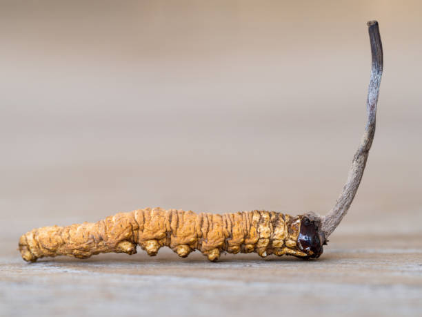 Cordyceps sinensis và Ophiocordyceps sinensis là gì ?