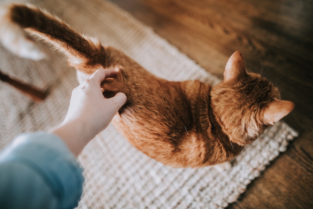 Cat lover shopping