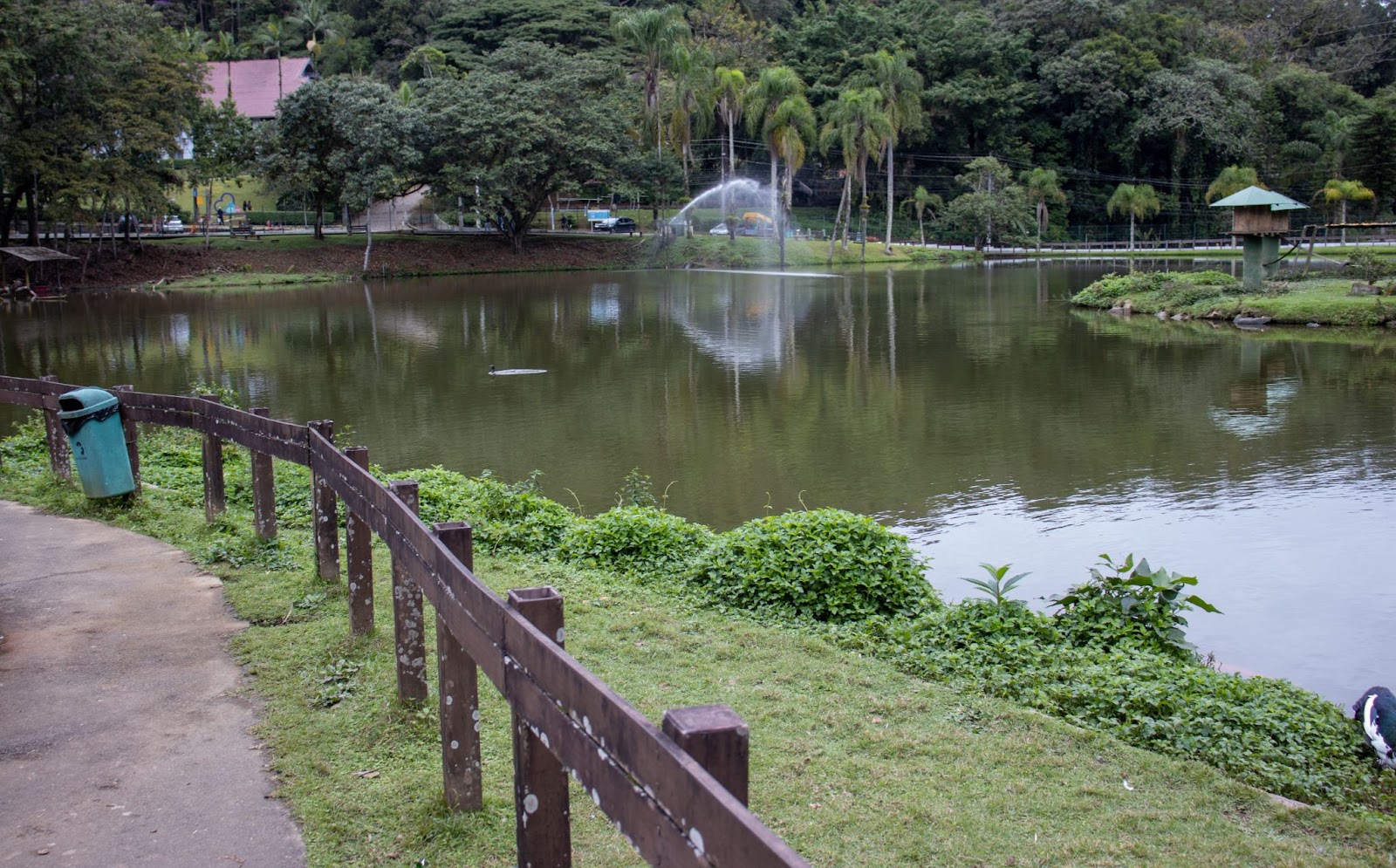 Lago do Zoobotânico de Joinville. As águas esverdeadas estão separadas da pista de caminhada por uma cerca de madeira. Ao redor do lago, há muitas áreas de vegetação densa e verde.