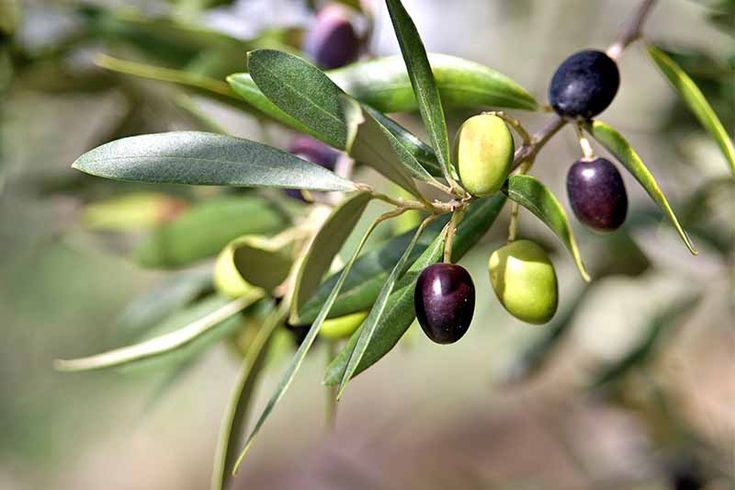 mediterranean agriculture