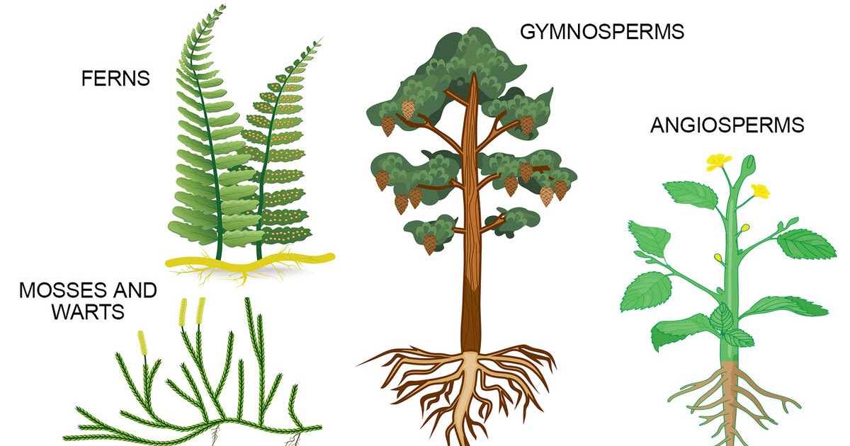 Annual rings. roots. reproduction. symbiosis