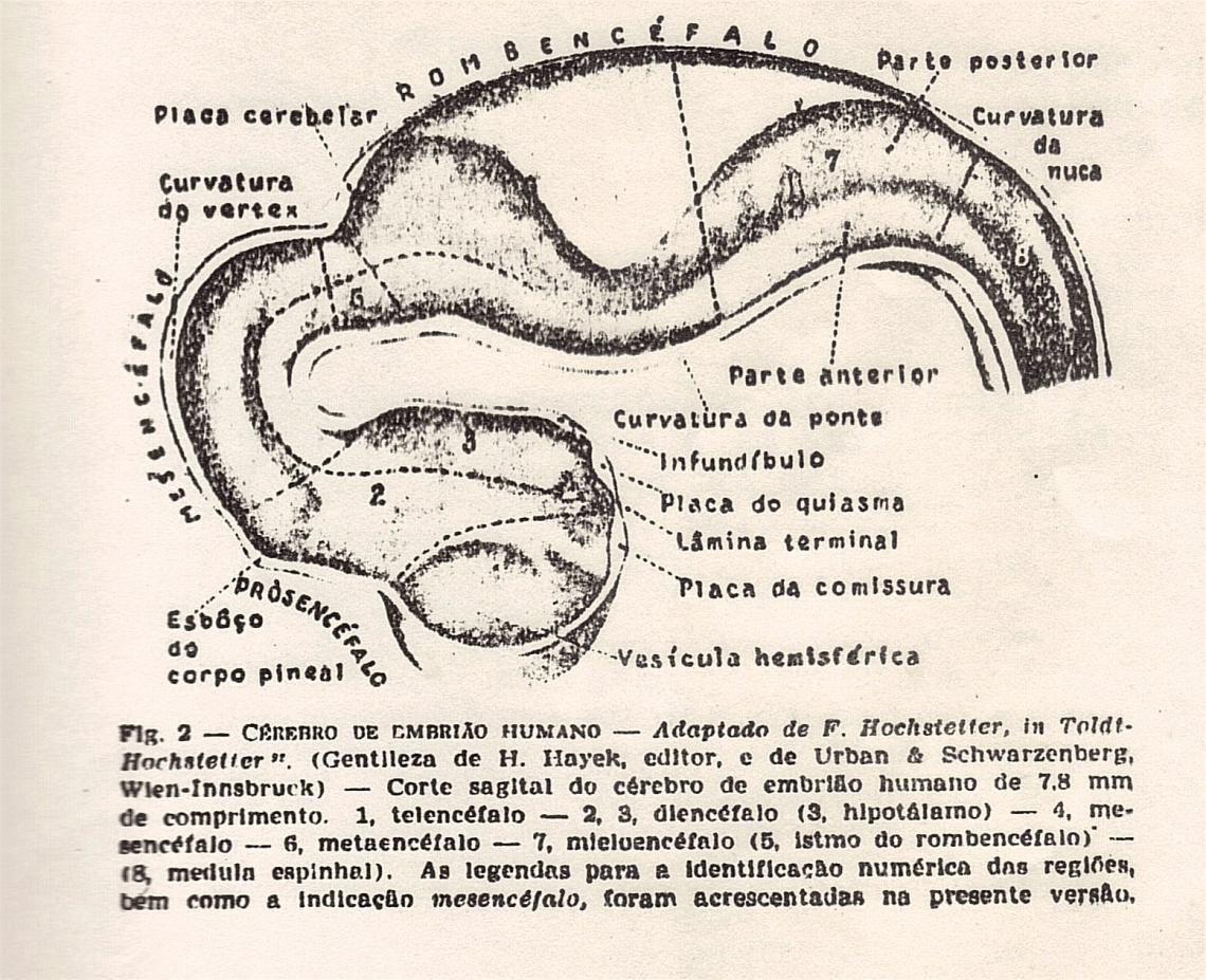 Esquema 2 - Psicologia Fisiológica.jpg