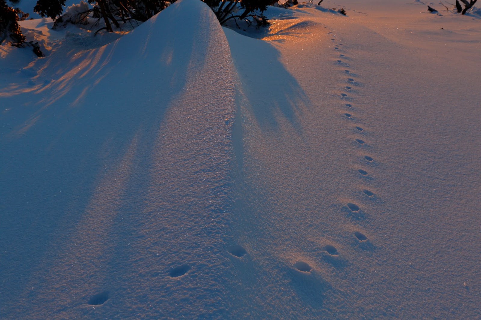Fox tracks in the snow.