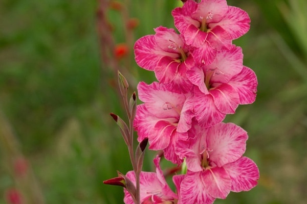 Gladiolus