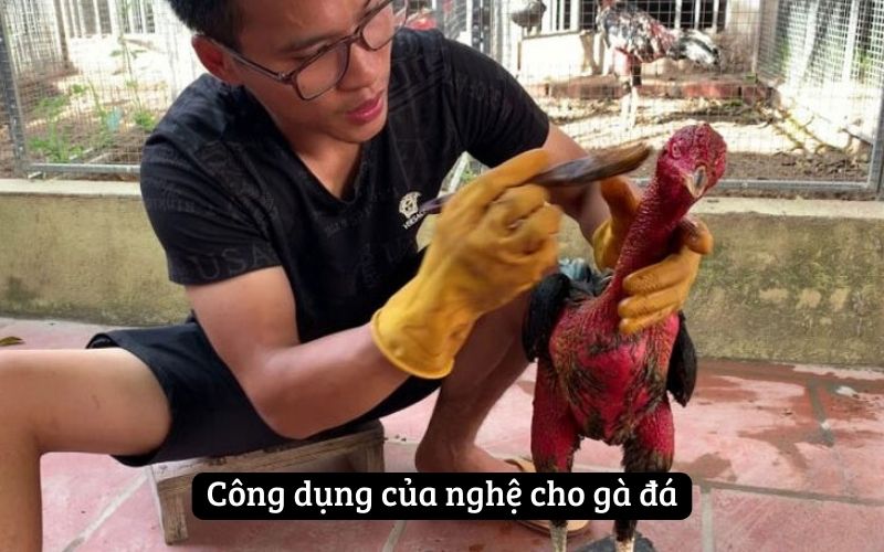 Công dụng của nghệ cho gà đá