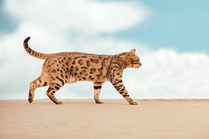 Are Savannah Cats Hypoallergenic