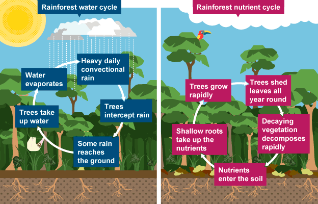 iGCSE Geography revision notes:The Equatorial Climate and Rainforests