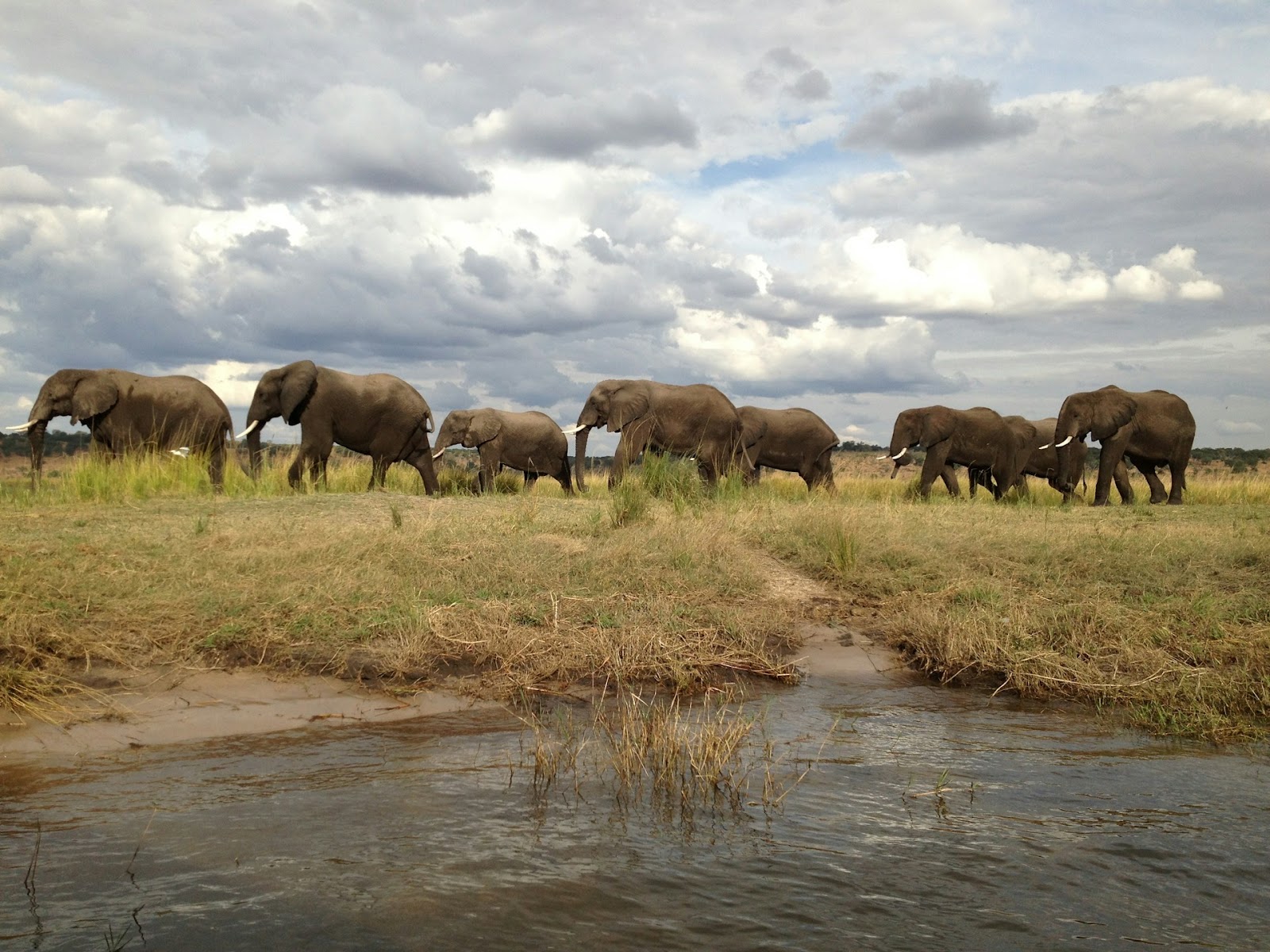 best time to visit Chobe national park and see elephants