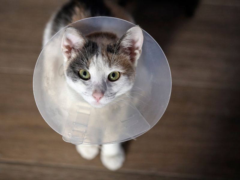 curso de castração de cães e gatos técnicas cirúrgicas
