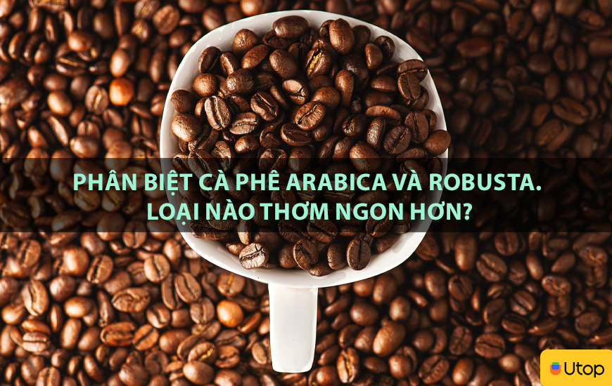 Phân biệt cà phê Arabica và Robusta. Loại nào thơm ngon hơn?
