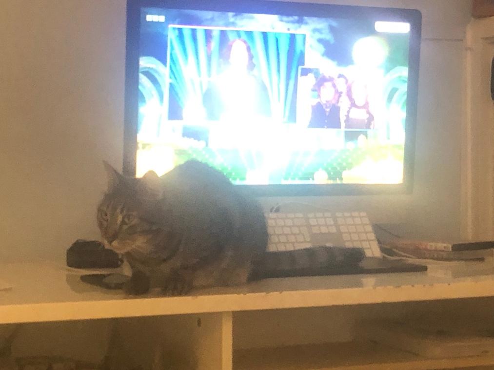 A cat sitting on a desk in front of a television

Description automatically generated