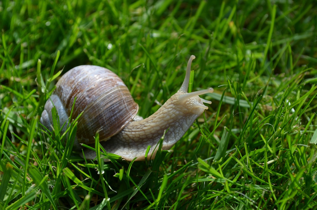 Do Snails Eat Grass