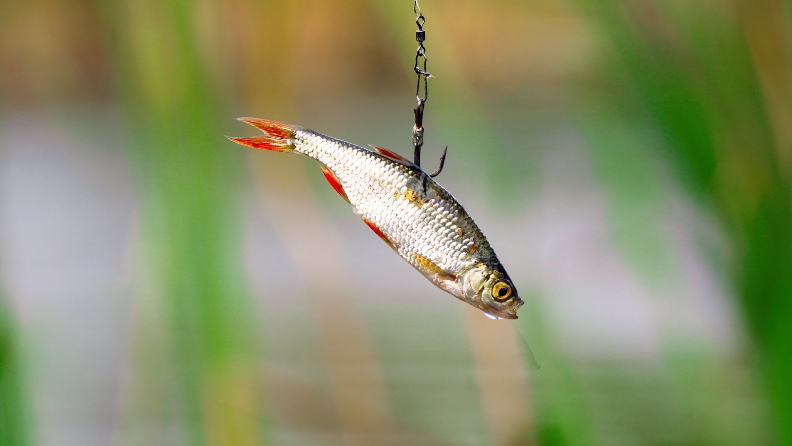 Live bait and artificial lures for walleye fish