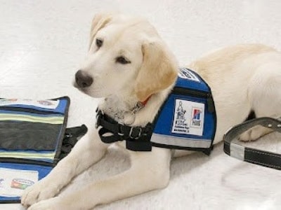 Professional assistance for dog training