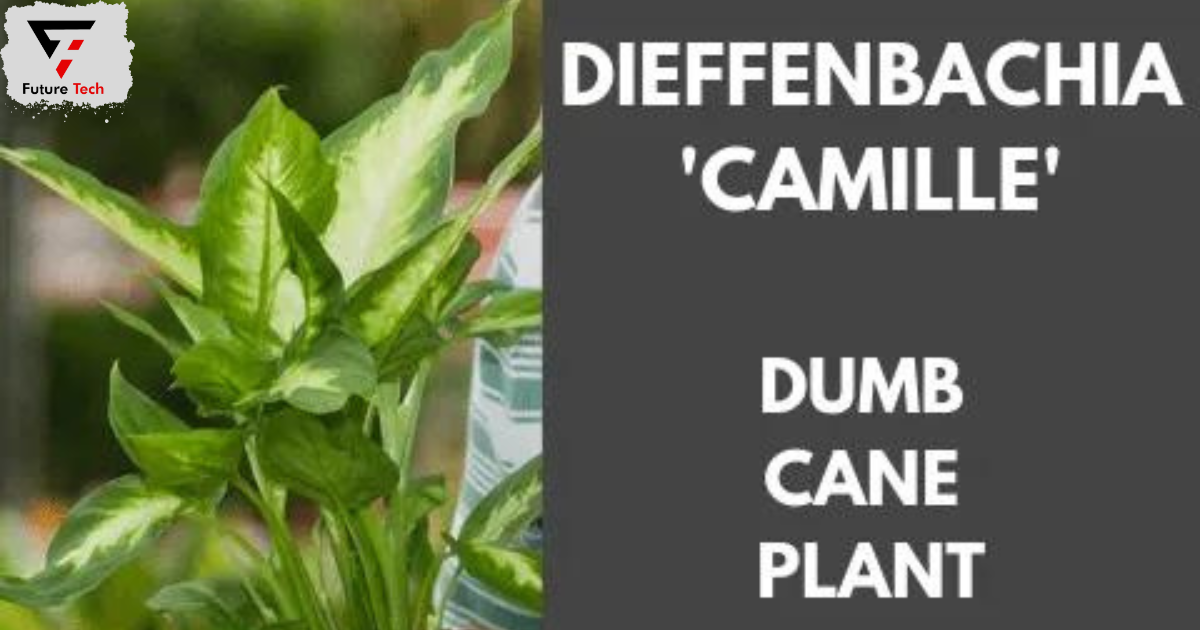 Dieffenbachia Camille Plant