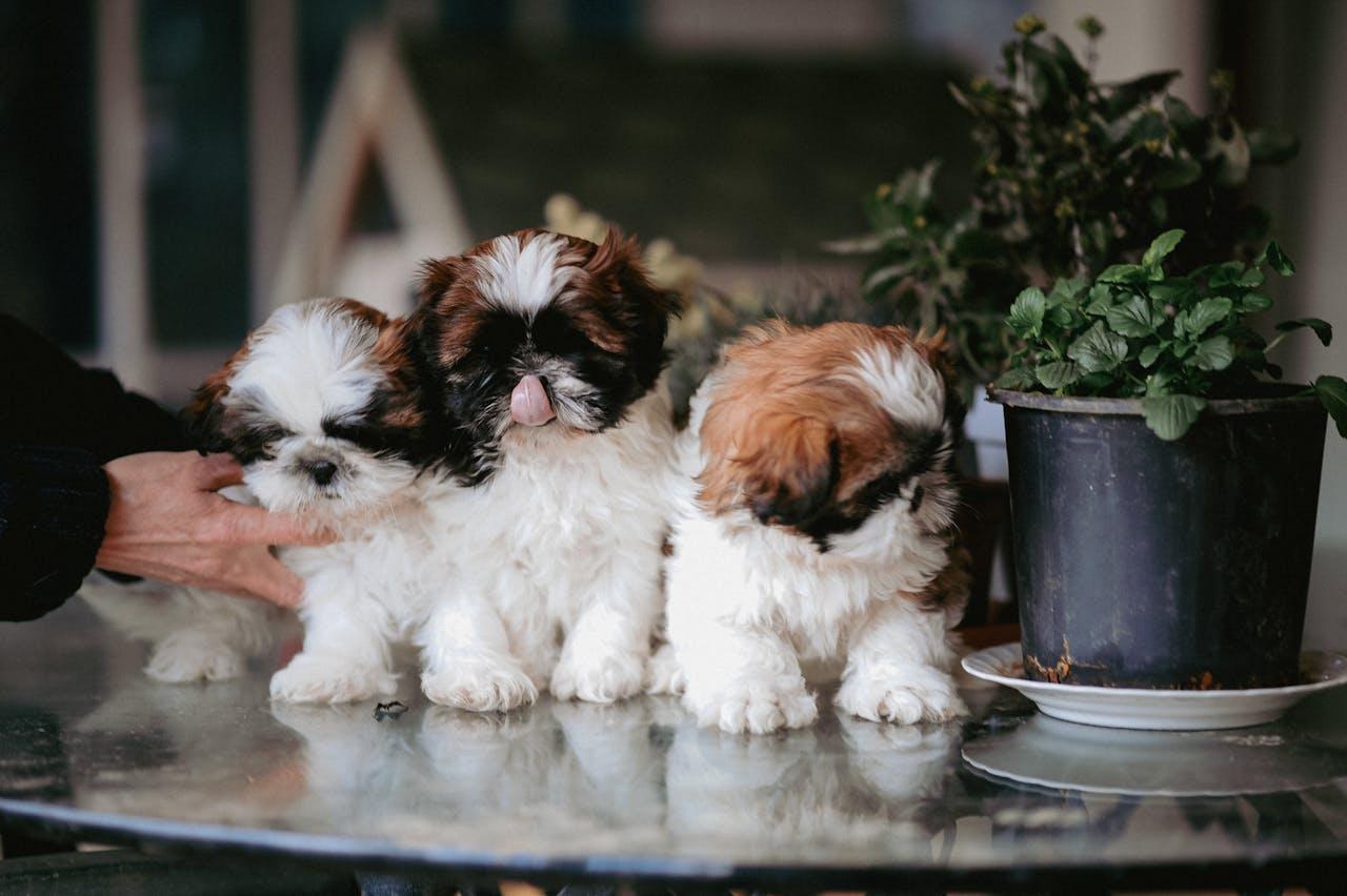 Three little dogs next to each other