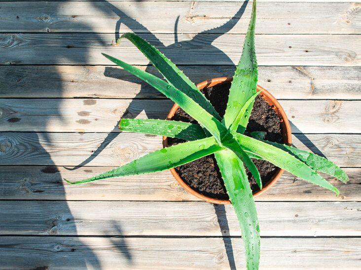 Aloe vera là một loại cây được xem là dược liệu quý trong việc làm đẹp